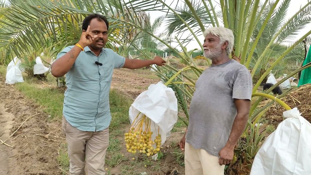 खजूर की खेती मेहसाना गुजरात #datefruit #datefarming #kharak #khajur #gujrat