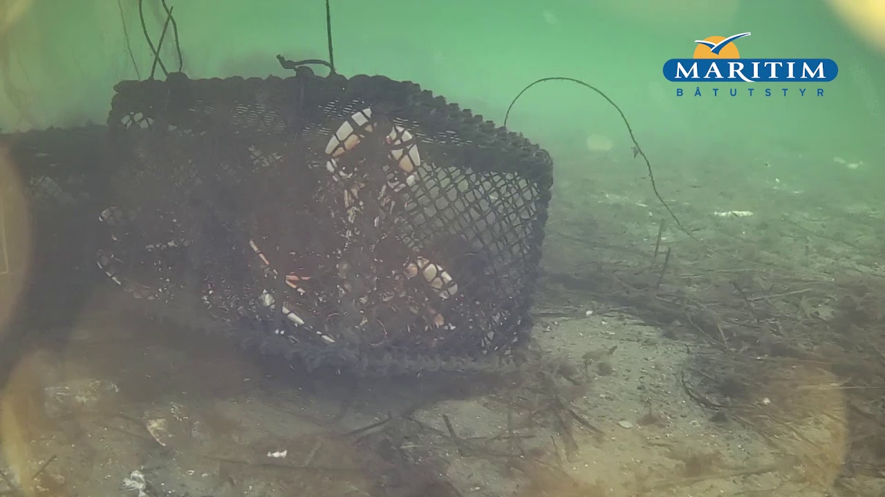 Undervannsdrone Chasing Dory
