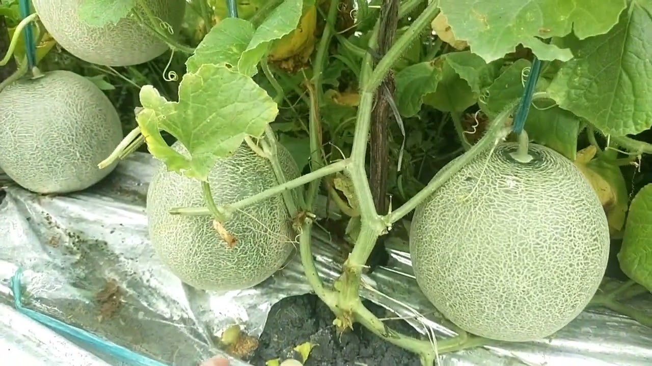 Keuntungan dan kelebihan tanam melon Amanda Tavi.
