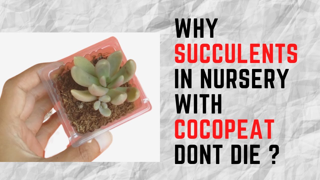 || WHY SUCCULENTS IN NURSERY WITH COCOPEAT DON&rsquo;T DIE ||