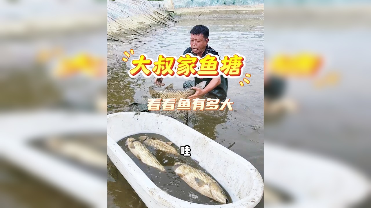 农村大叔家三年未干的鱼塘，看看鱼有多大