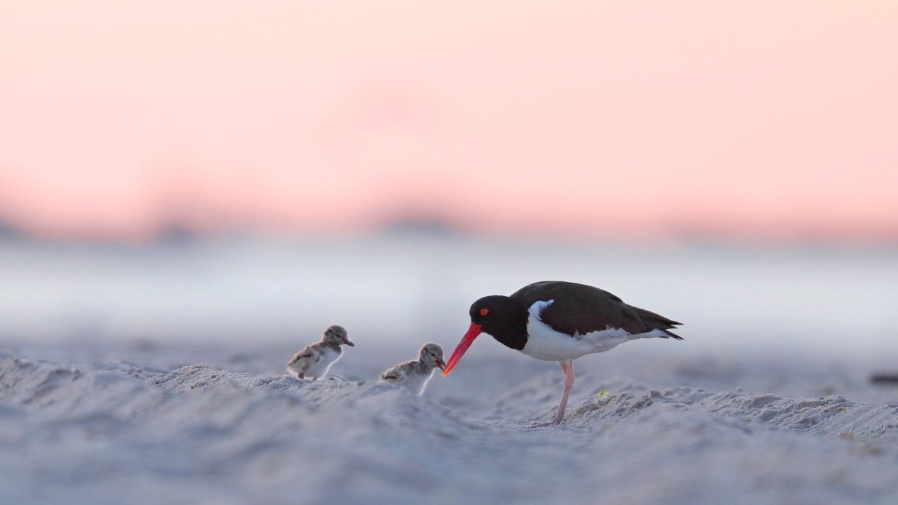 Blue Hour Mounds with American Oystercatchers