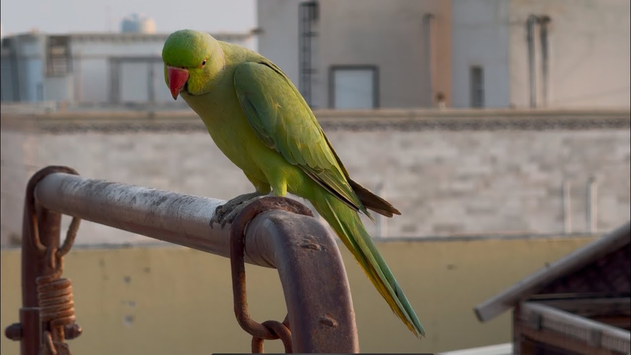 شاهد نتيجة تدريب ببغاوات الدرة 🦜بطيروا وبيرجعوا 😱‼️