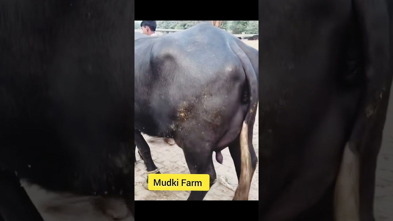 top class Buffalo Mudki Farm #buffalovideo