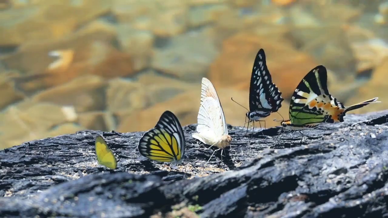Betung Kerihun National Park 