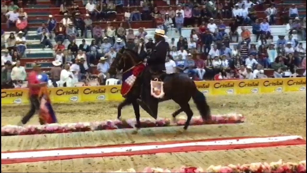 CAMPIRANO DE MANZANAREZ  Gran Campe&oacute;n Salamina 2017 Trocha y Galope