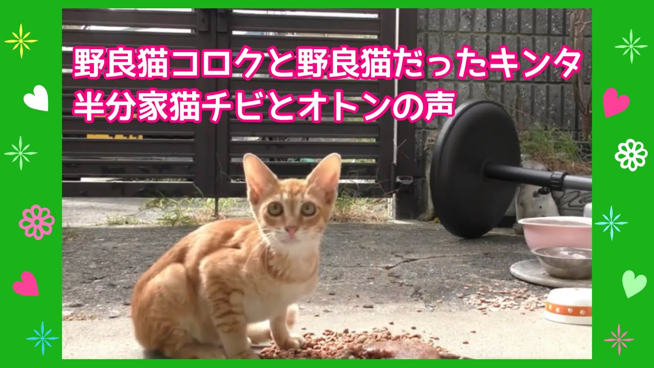 野良猫コロクと野良猫だったキンタと半分家猫チビとオトンの声