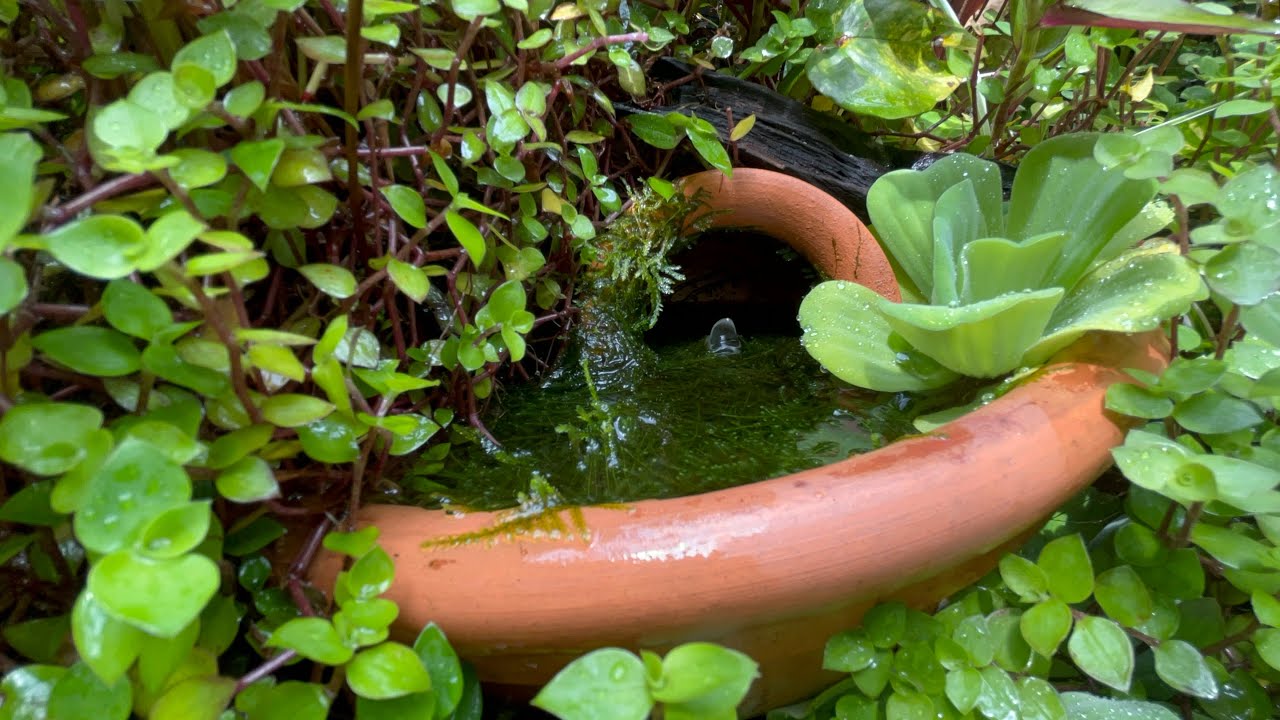 Atualização do Mini lago. A Floresta está dominando tudo 
