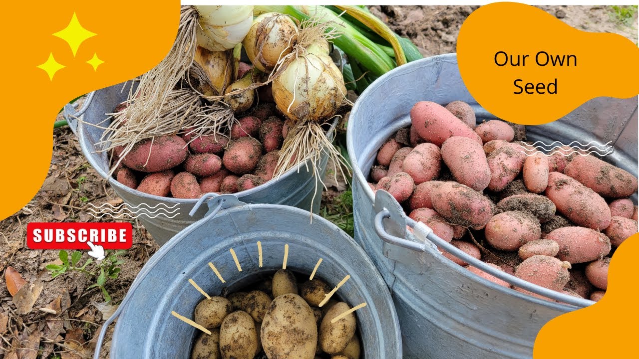Never Buy Seed POTATOES Again!