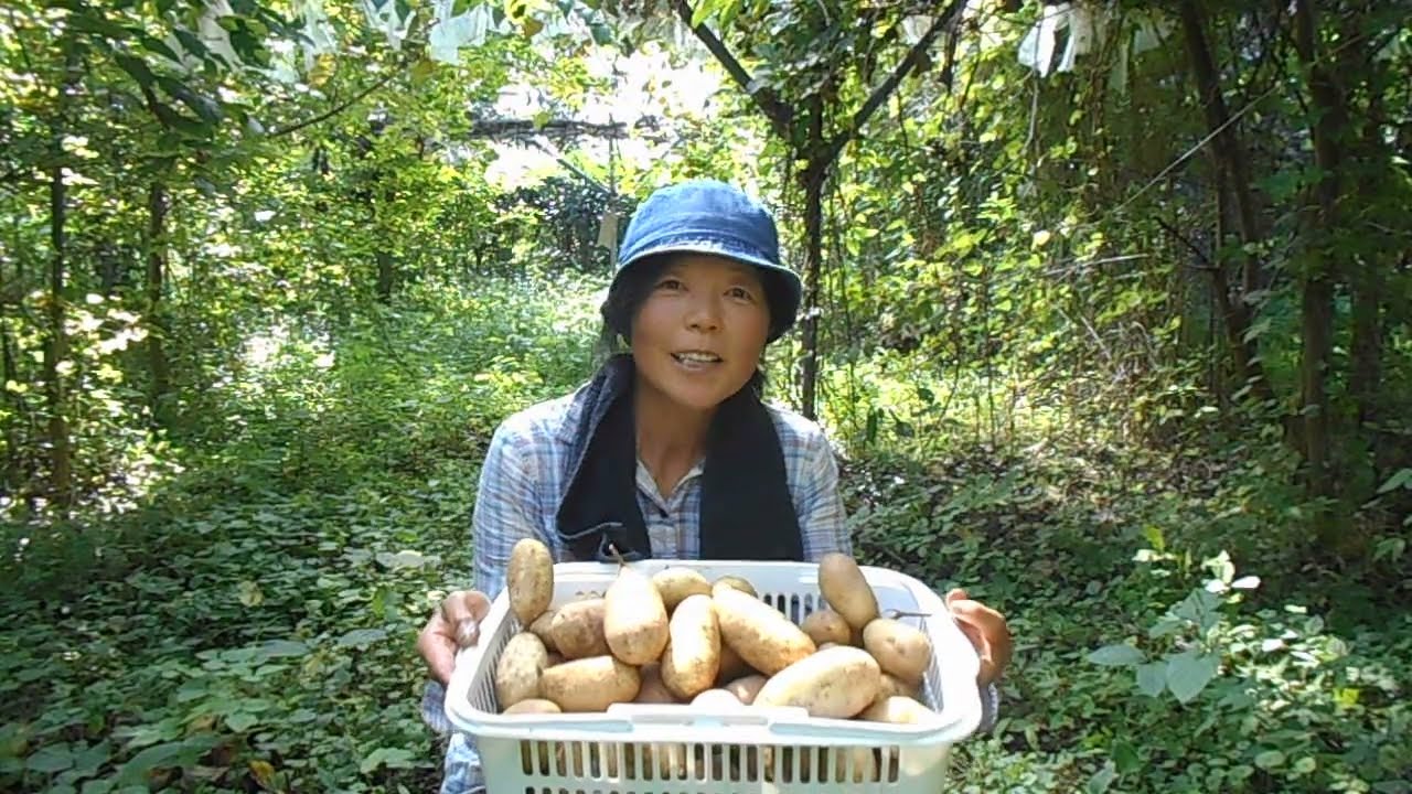 自然発生のアケビでーーーす😊😊😊自然農法果樹園アイアイファーム　自然農法家ともちゃん　202２/９ / ２５/茨城県常陸大宮市野上