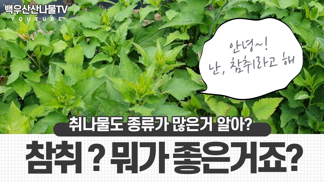 참취? 어떤 나물인지/재배방식은 어떤지 알려드립니다