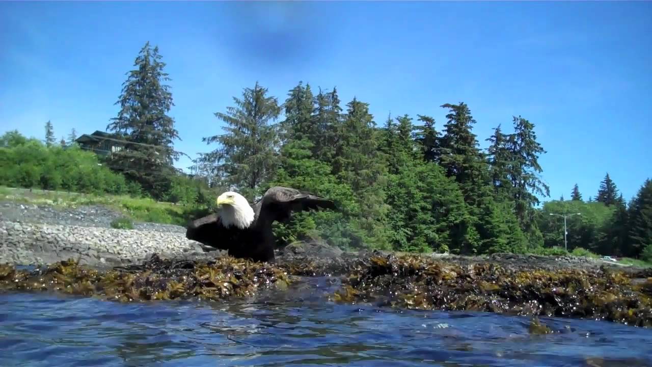 Snorkel Alaska Mt. Point Snorkeling Adventure Ketchikan, Alaska