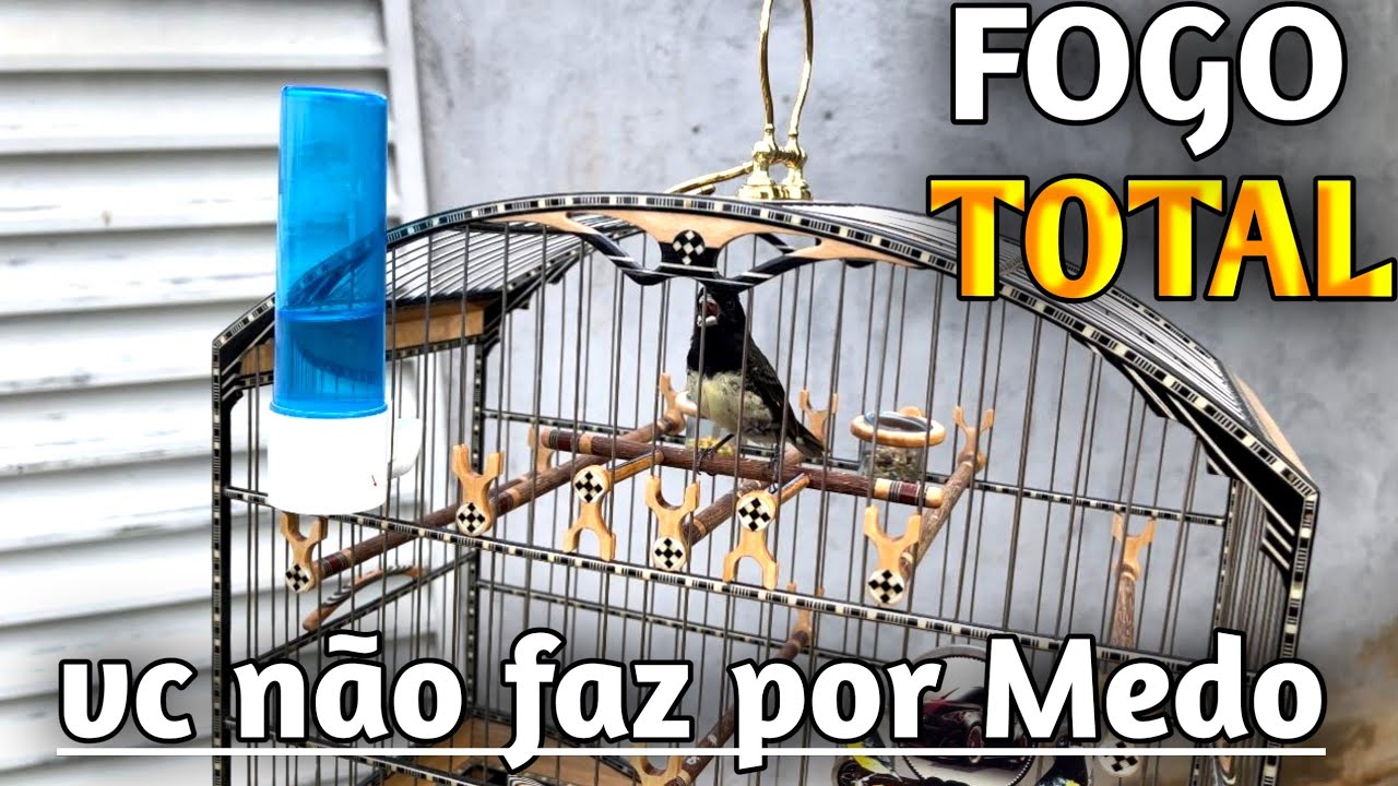 URGENTE ! Pare de perder Tempo , Duas TÉCNICAS que vai Fazer seu COLEIRO papa capim abrir fogo TOTAL