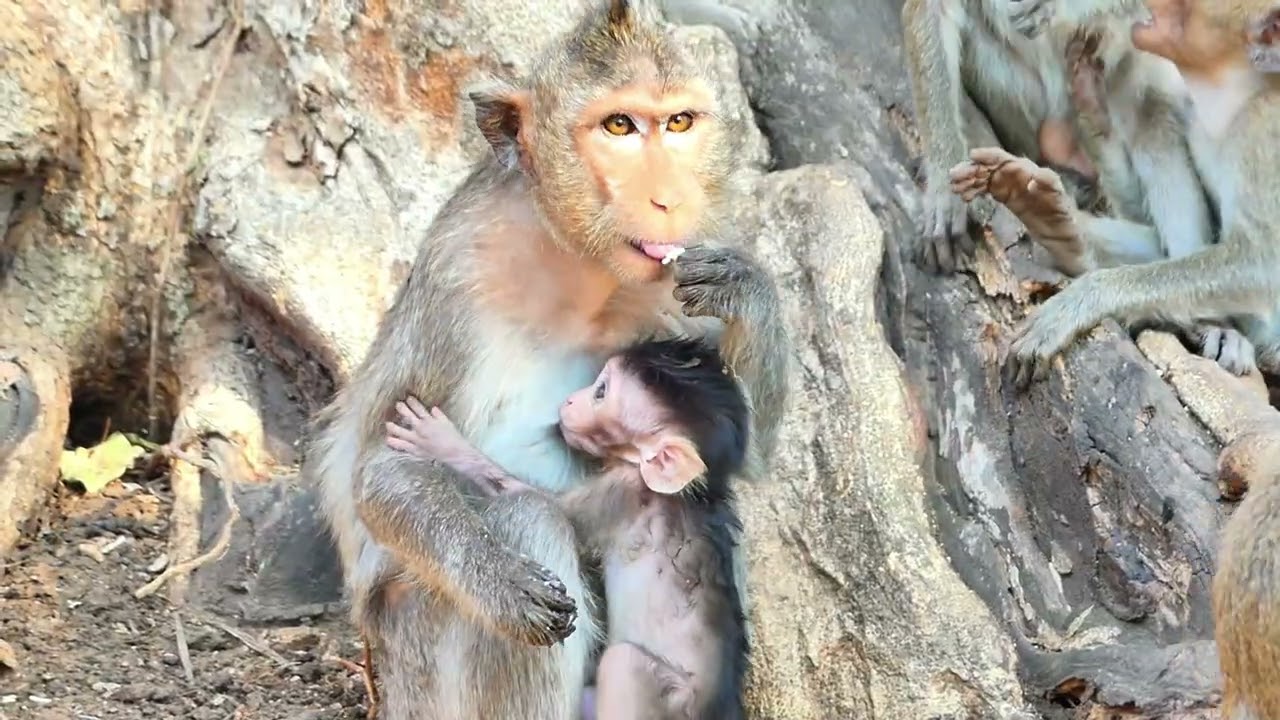 A baby monkey Alis Like to play and put somthing on the mouth