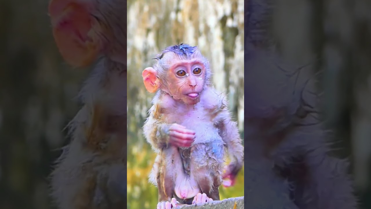 Poor little baby monkey #monkey #animal #fyp #love #foryou #foryoupage #video #fb #reels #reel #shor