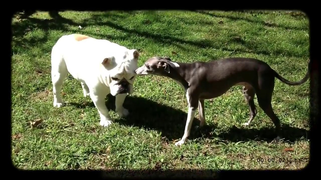 RESCUE DOG JUST ABOUT READY TO GIVE UP ON LIFE GETS NEW HOPE