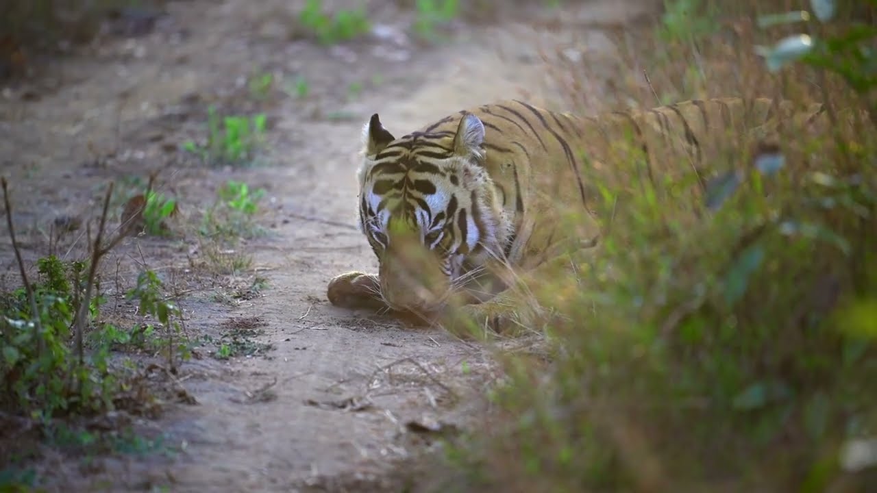 This Is Why Tigers Lick the Ground!