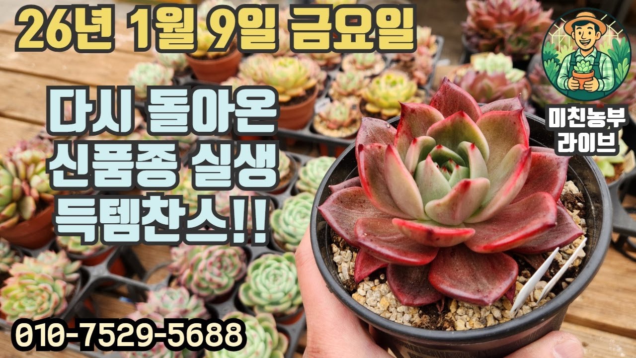 2026.1.9 미친농부 라이브 #다육#다육이#succulent#crazy farmer