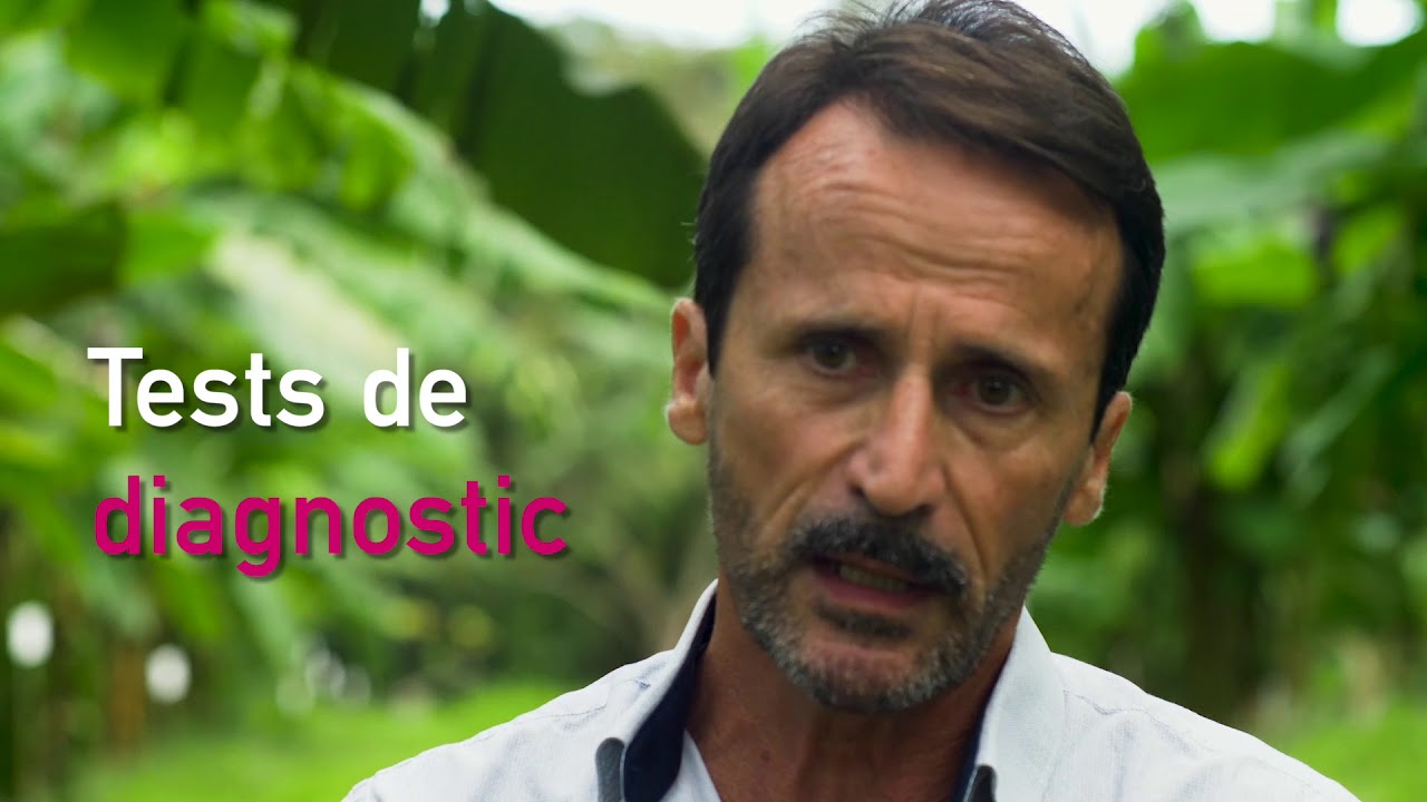 Recherche agronomique : quel impact pour les territoires des Antilles-Guyane ?
