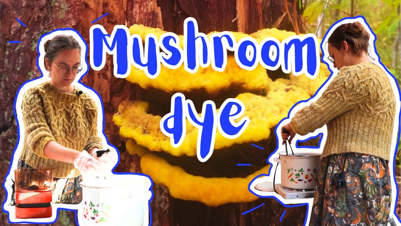 I foraged Dyers' Polypore: Let's Experiment with the 