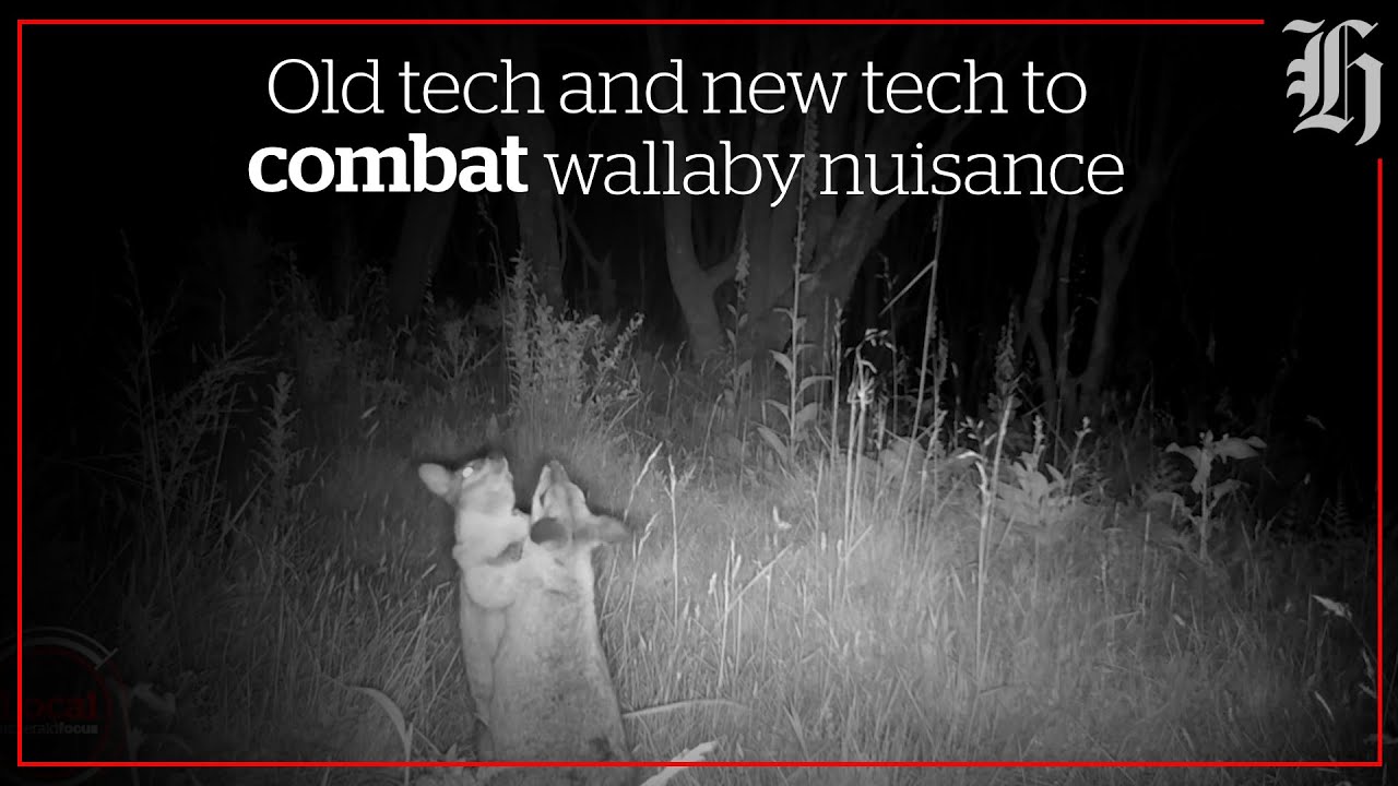 Old tech and new tech to combat wallaby nuisance | Local Focus