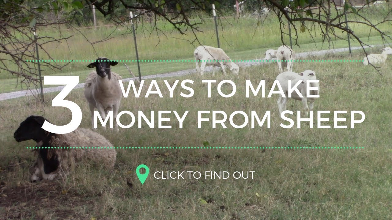 TOP 3 WAYS TO MAKE MONEY WITH SHEEP!