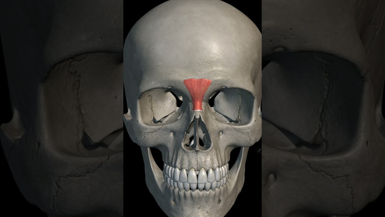 Procerus muscle with origin insertion #headandneckanatomy #1styearmbbs #mbbs #anatomy#Procerusmuscle