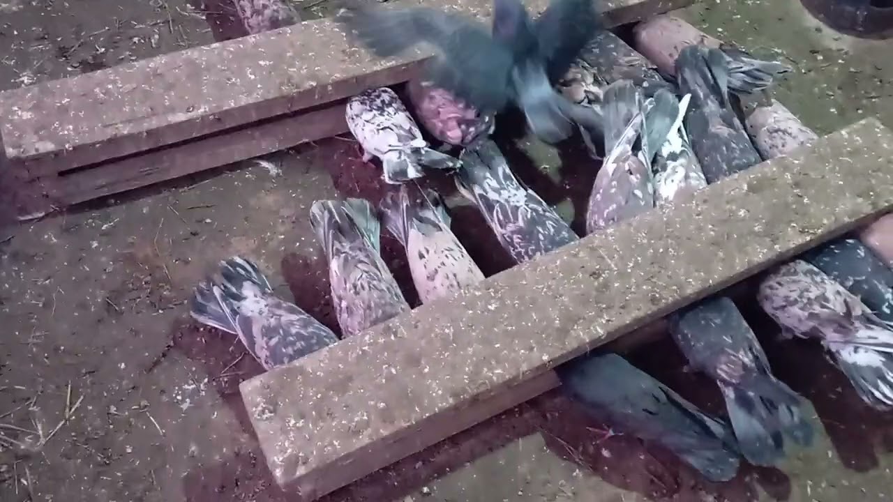 Мраморные широкохвостые голуби) 