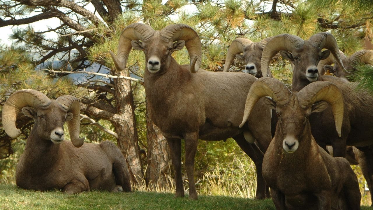 Big Horn Sheep Sound | Ram Sound Effects | Sheep Noises | No Music