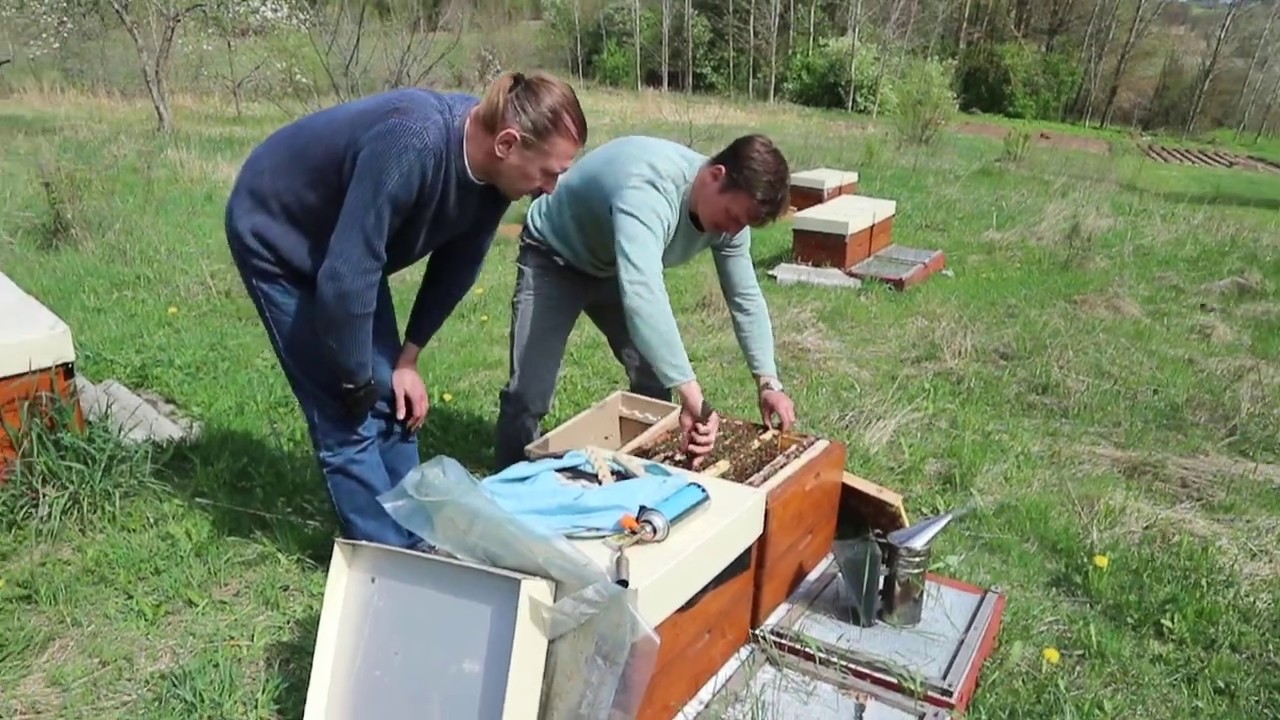 Начинаю пчеловодство. Бакфаст. Пчелопакеты от Марата Никитенко. Беларусь.