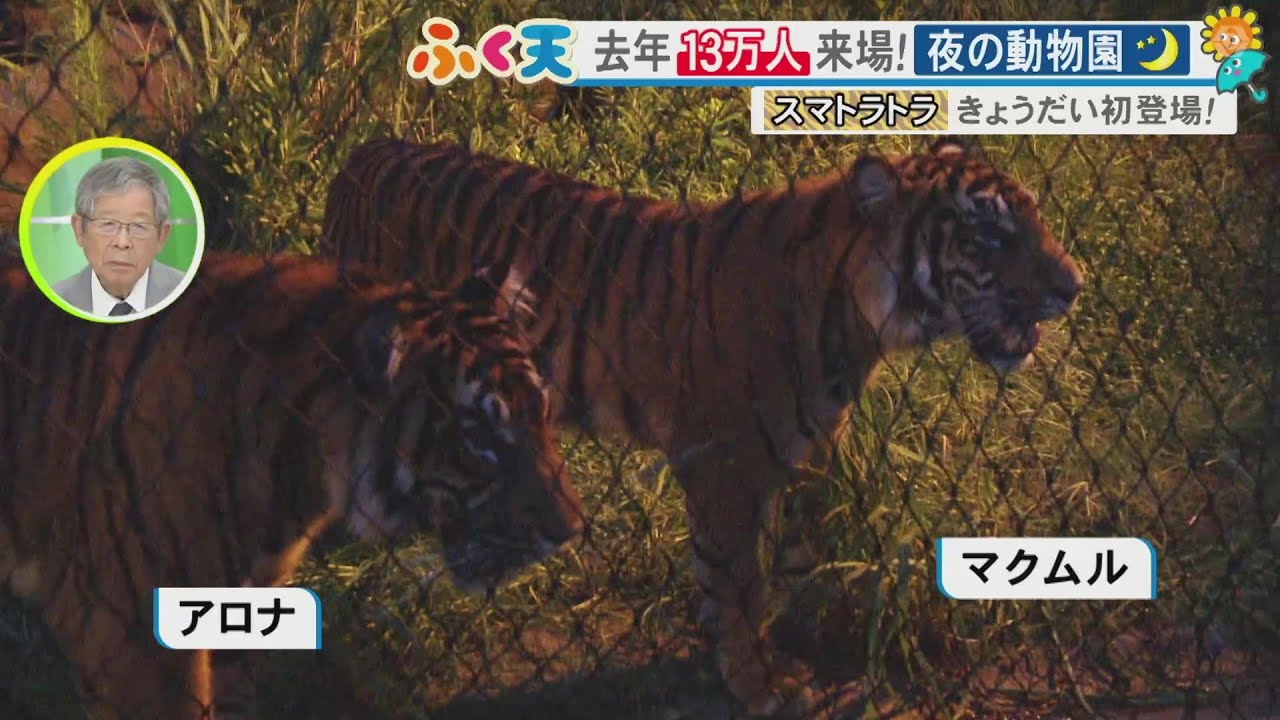 国内唯一の“コモドオオトカゲ”も初登場…東山動植物園で9日から『ナイトZOO＆GARDEN』去年は13万人超が来園