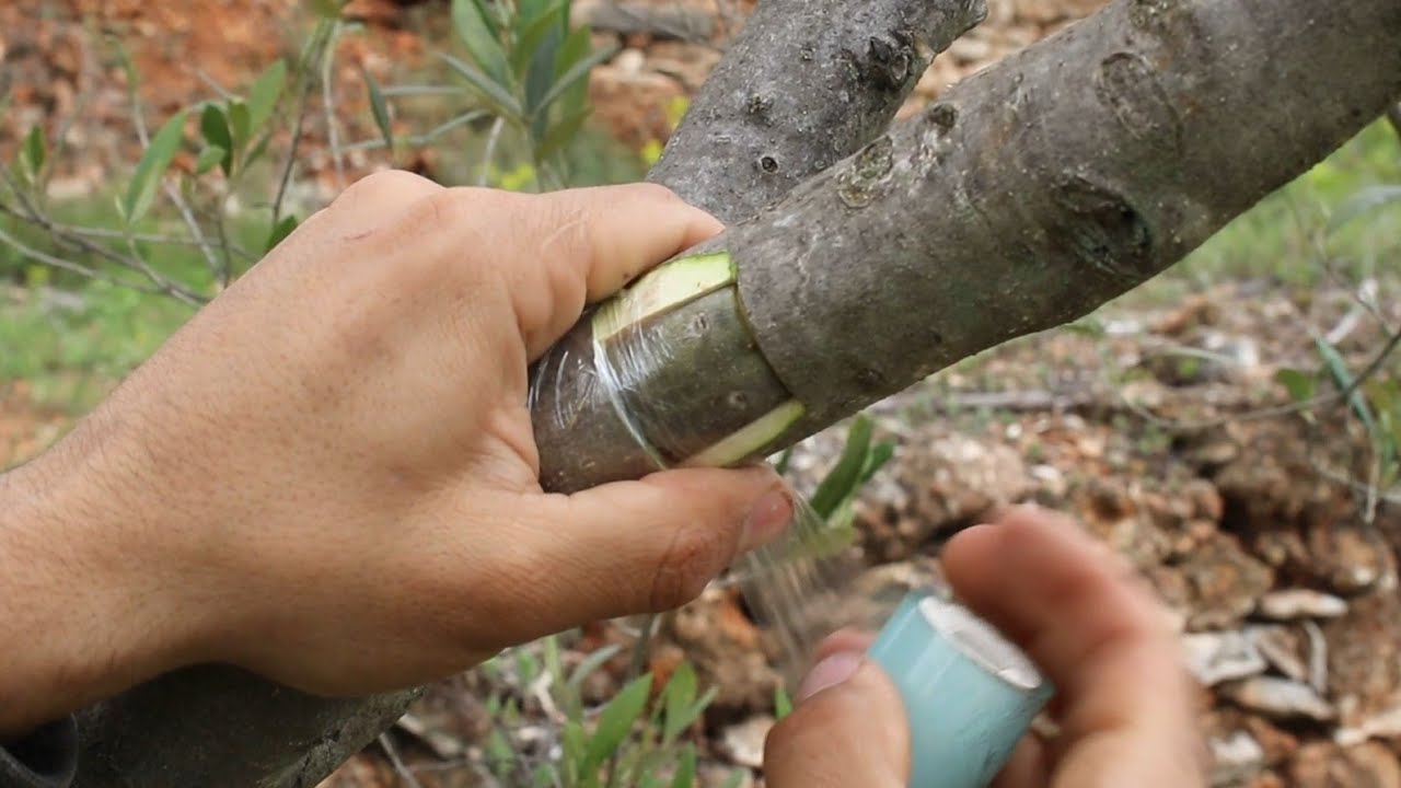 injerto de olivo