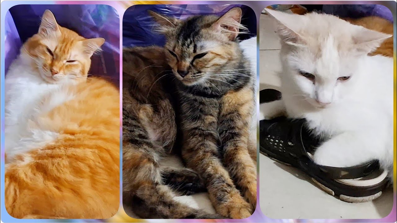 @cc.cutecats SLEEPING CUTE CATS & Relaxing Song 🎶   #cat #cutecat #funnycats #song 