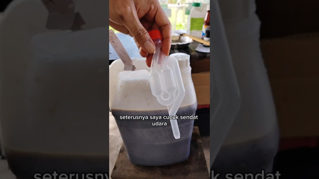 cara pasang airlock pada botol 10 LITER #fermentation #airlock #effectivemicroorganism #em1