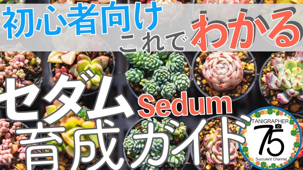【多肉植物】初心者におすすめ！セダムの育て方ガイド！2022春版