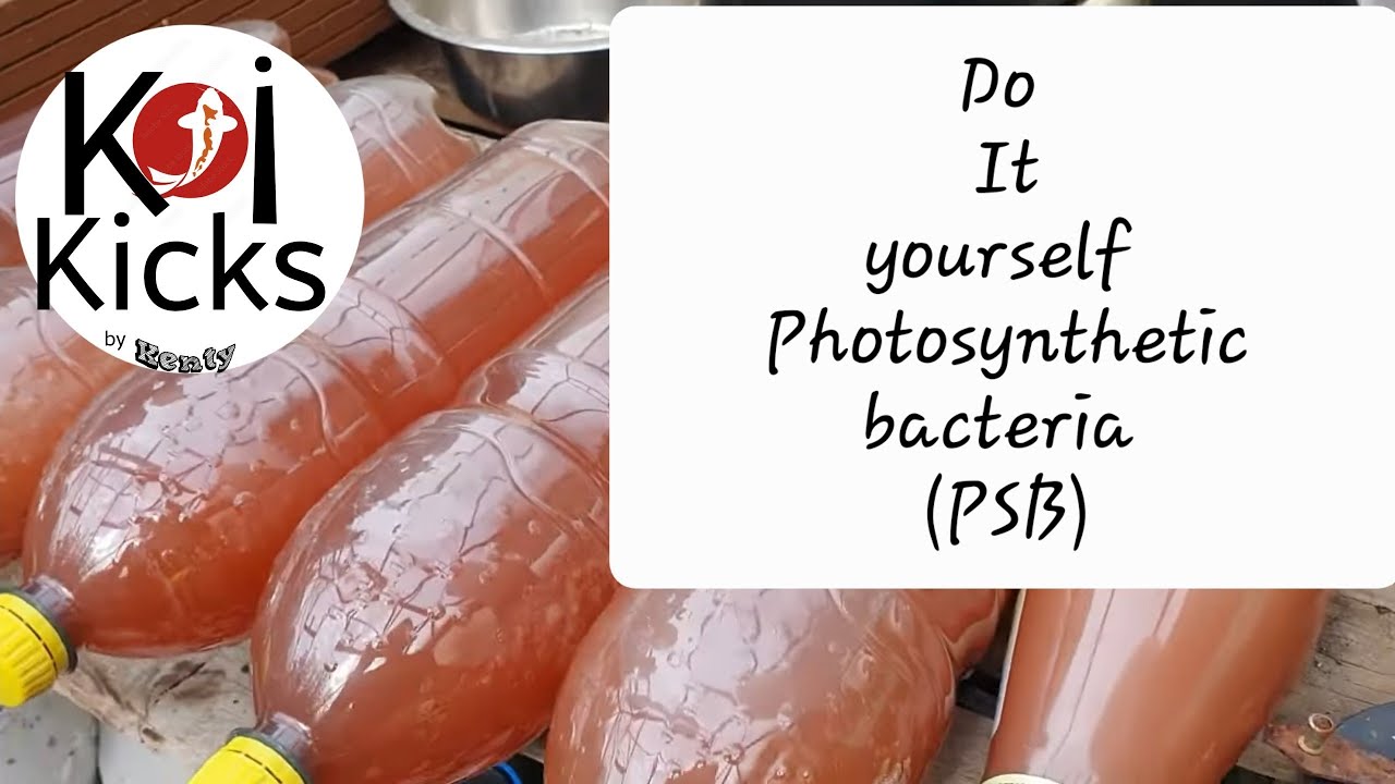 DIY Photosynthetic bacteria (PSB)