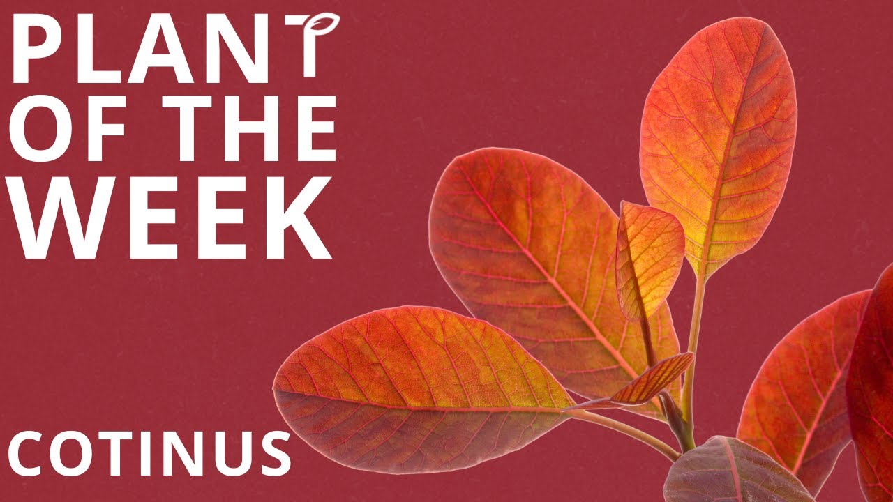 Plant of the Week: Cotinus