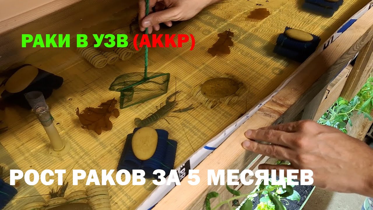 Темпы роста рака в УЗВ за 5 месяцев. Все о выращивании австралийского красноклешнёвого рака (АККР).