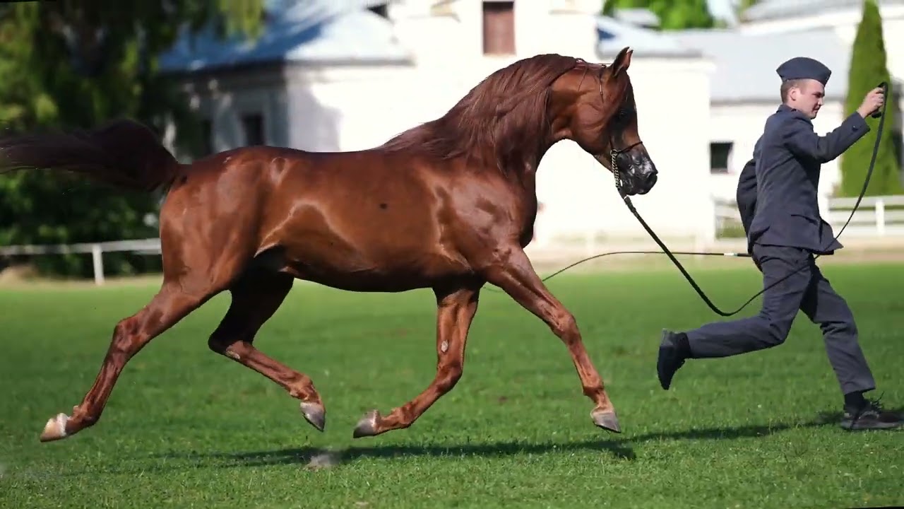 Lot  1 Erantis  Pride of Poland 2026