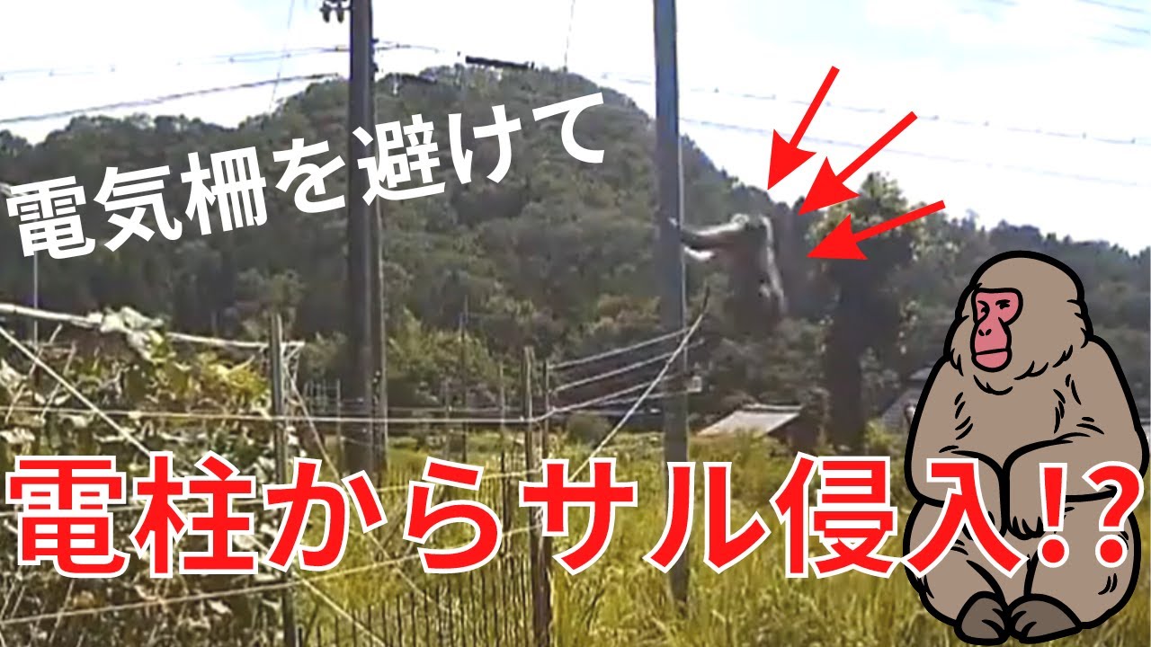 おじろ用心棒 電柱からサル進入