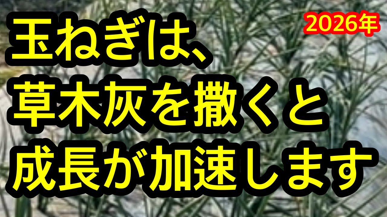【玉ねぎ】草木灰が最強！手軽で簡単、ふりかけるだけで玉ねぎが大きく、元気になる！