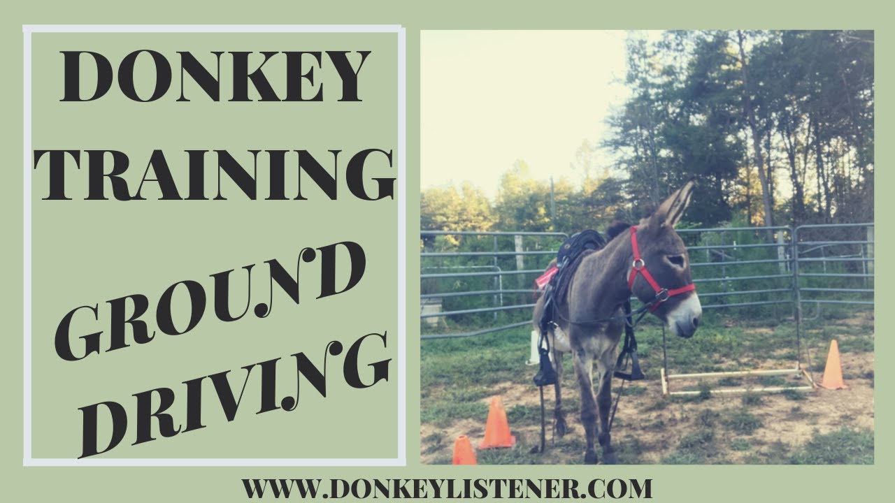 Driving Donkey Training (1st session)