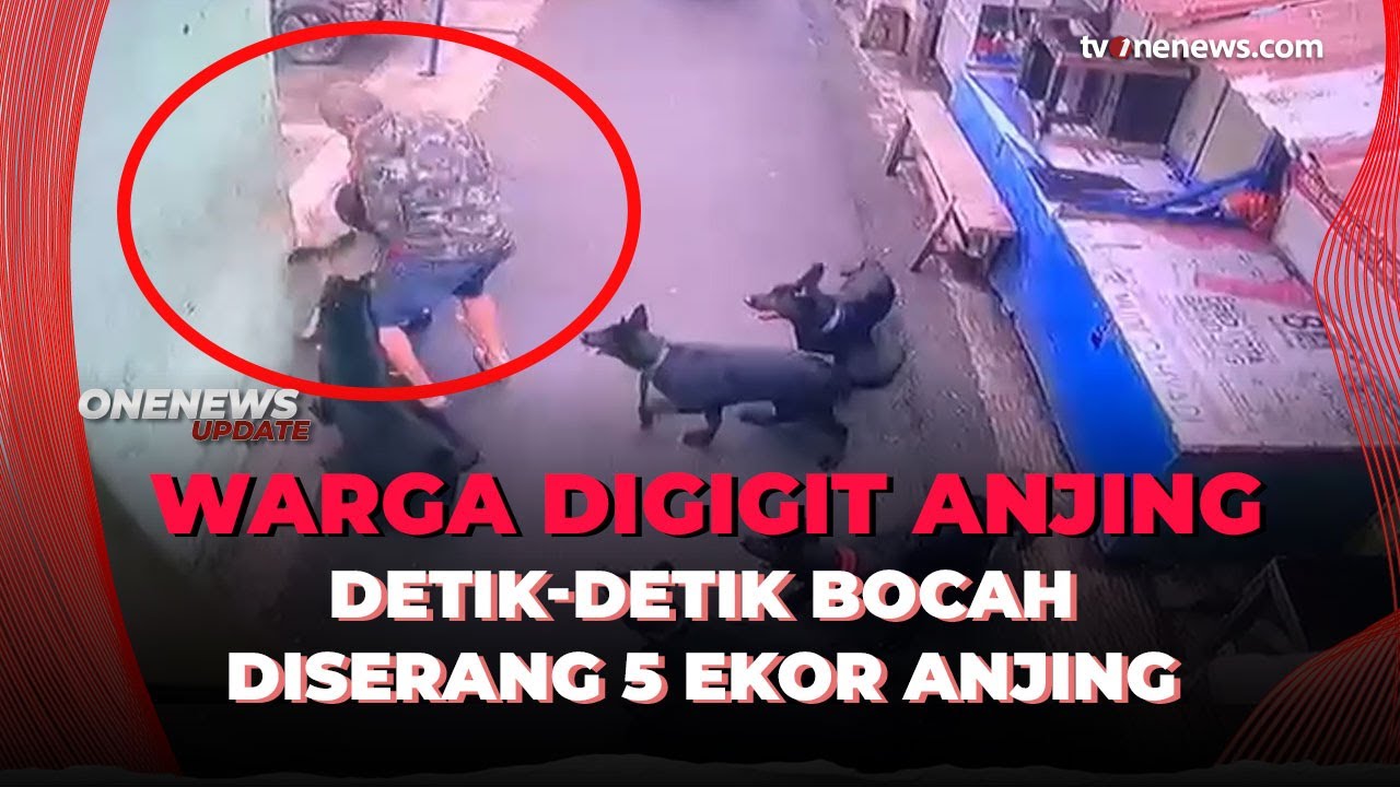 Ngeri! Kawanan Anjing di Permukiman Bandung Serang Bocah, Korban Luka di Punggung | OneNews Update