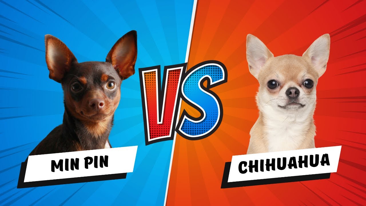 Miniature Pinscher vs Chihuahua: Which is the Better? Dog vs Dog