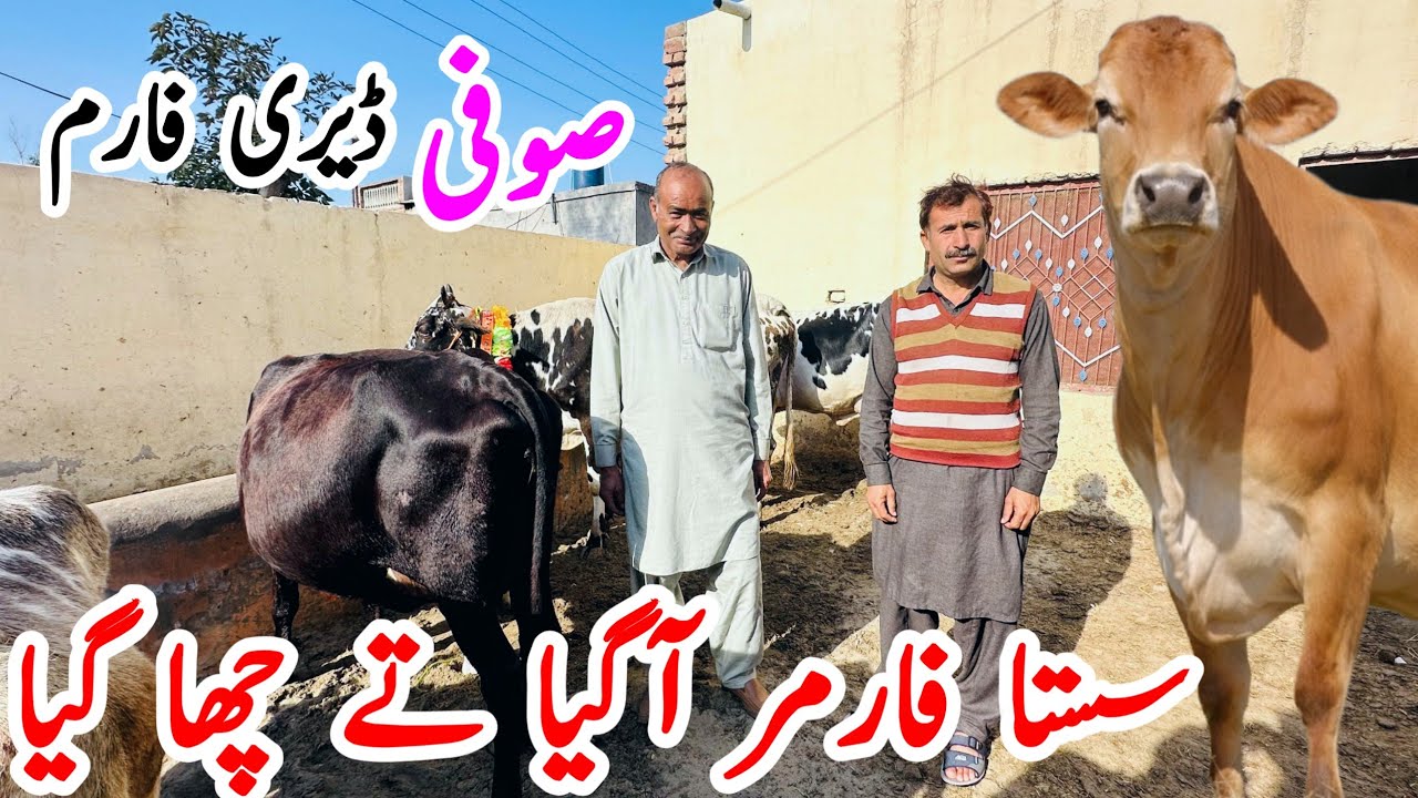 Suffi Dairy farm | jersey Friesian Cross Cows for sale in Pakistan | Bismillha best