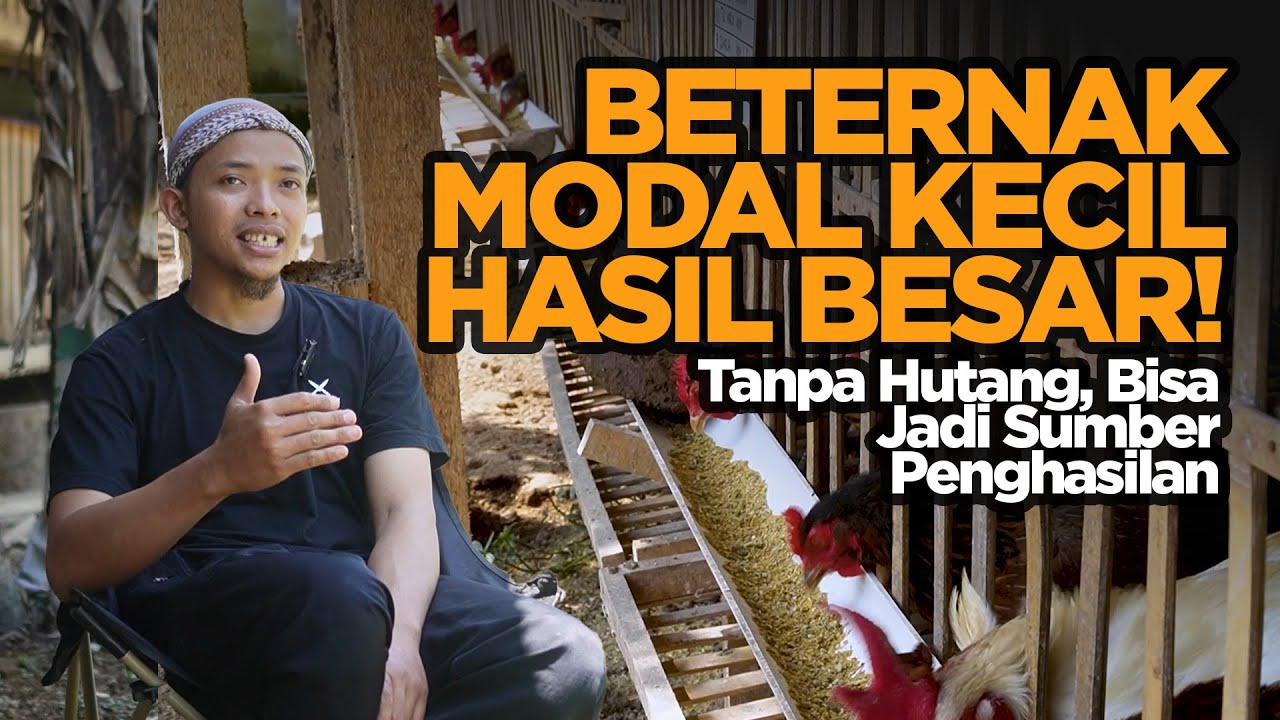 Jangan Takut Mulai Kecil! Bisnis Ayam KUB & ELBA Bisa Jadi Sumber Penghasilan