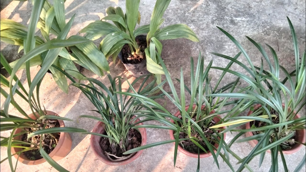 Lan rừng I Địa lan Tứ Thời cổ hoa quanh năm