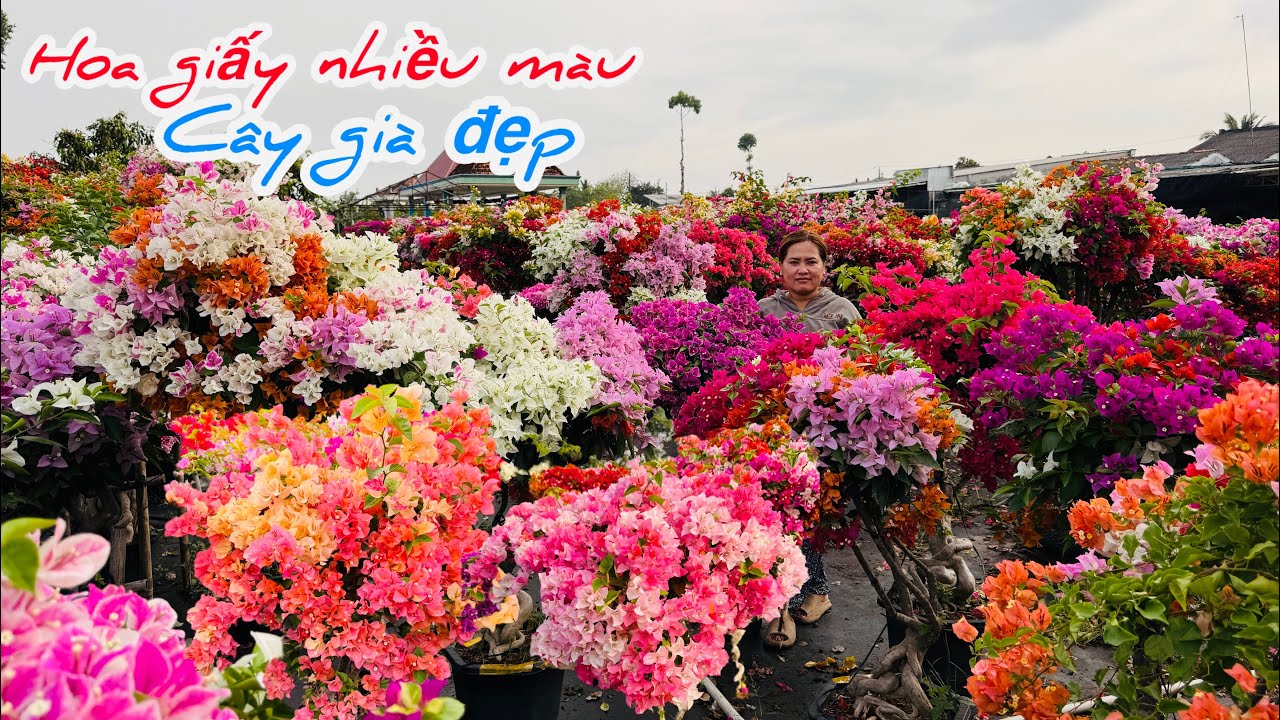 Hoa giấy ghép nhiều màu cây già đẹp chào bán..25/02😘📲 0703.236.412.Cúc-Phan