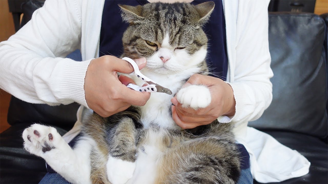 平和過ぎる爪切りとねこ。-Too peaceful cat's nail clippers.-