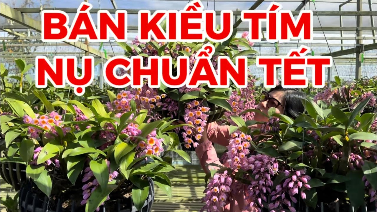 Bán kiều tím nụ chuẩn Tết-0834608769-LAN RỪNG LÂM ĐỒNG@lanrunglamdong 